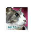 むすめネコ（個別スタンプ：3）