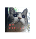 むすめネコ（個別スタンプ：5）