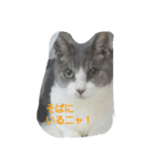 むすめネコ（個別スタンプ：6）