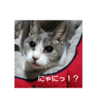 むすめネコ（個別スタンプ：7）