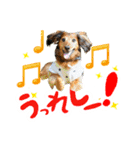 ミニチュアダックスてん（個別スタンプ：3）