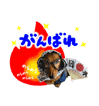 ミニチュアダックスてん（個別スタンプ：7）