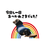 ミニチュアダックスてん（個別スタンプ：9）