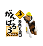 ミニチュアダックスてん（個別スタンプ：10）