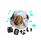 ミニチュアダックスてん（個別スタンプ：14）