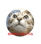 くぅねこ2（個別スタンプ：1）