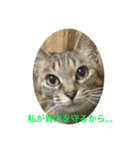 くぅねこ2（個別スタンプ：3）