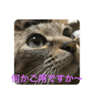 くぅねこ2（個別スタンプ：4）