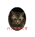 くぅねこ2（個別スタンプ：6）