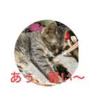 くぅねこ2（個別スタンプ：7）