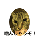 くぅねこ2（個別スタンプ：8）