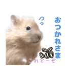 今日もかわいいすもまるちゃん（個別スタンプ：3）