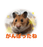 今日もかわいいすもまるちゃん（個別スタンプ：4）