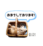 きなこはーん（個別スタンプ：27）