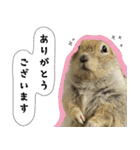 fluffies0604-1（個別スタンプ：1）