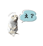 fluffies0604-1（個別スタンプ：3）