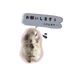 fluffies0604-1（個別スタンプ：8）