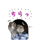 fluffies0604-1（個別スタンプ：10）