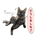 fluffies0604-1（個別スタンプ：12）