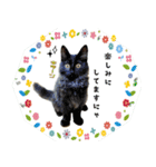 fluffies0604-1（個別スタンプ：13）