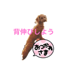 ビッケ＆ポッケ＆ポロン①（個別スタンプ：1）