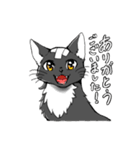 ばんそーこー猫
【使える敬語スタンプ】（個別スタンプ：4）