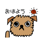 ブリュッセルグリフォンちゃん☆（個別スタンプ：1）