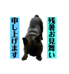 フレンチブルドッグのバイエスの1年（個別スタンプ：10）