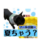 フレンチブルドッグのバイエスの1年（個別スタンプ：11）