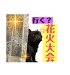 フレンチブルドッグのバイエスの1年（個別スタンプ：13）