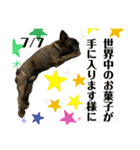 フレンチブルドッグのバイエスの1年（個別スタンプ：16）