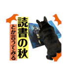 フレンチブルドッグのバイエスの1年（個別スタンプ：20）