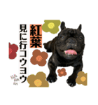 フレンチブルドッグのバイエスの1年（個別スタンプ：21）