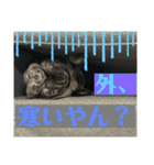 フレンチブルドッグのバイエスの1年（個別スタンプ：24）