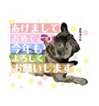 フレンチブルドッグのバイエスの1年（個別スタンプ：29）