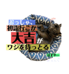 フレンチブルドッグのバイエスの1年（個別スタンプ：30）