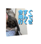 玉無トラコの憂鬱（個別スタンプ：1）