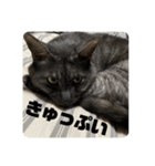 玉無トラコの憂鬱（個別スタンプ：3）