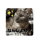 玉無トラコの憂鬱（個別スタンプ：4）