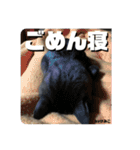玉無トラコの憂鬱（個別スタンプ：6）