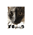 玉無トラコの憂鬱（個別スタンプ：9）