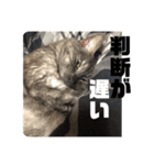 玉無トラコの憂鬱（個別スタンプ：12）