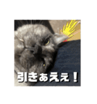 玉無トラコの憂鬱（個別スタンプ：16）