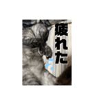 玉無トラコの憂鬱（個別スタンプ：20）