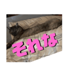 玉無トラコの憂鬱（個別スタンプ：21）