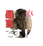 玉無トラコの憂鬱（個別スタンプ：22）