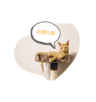 チャールズチャイ（個別スタンプ：1）