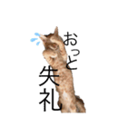 チャールズチャイ（個別スタンプ：2）