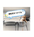 チャールズチャイ（個別スタンプ：3）