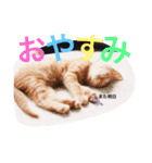 チャールズチャイ（個別スタンプ：4）